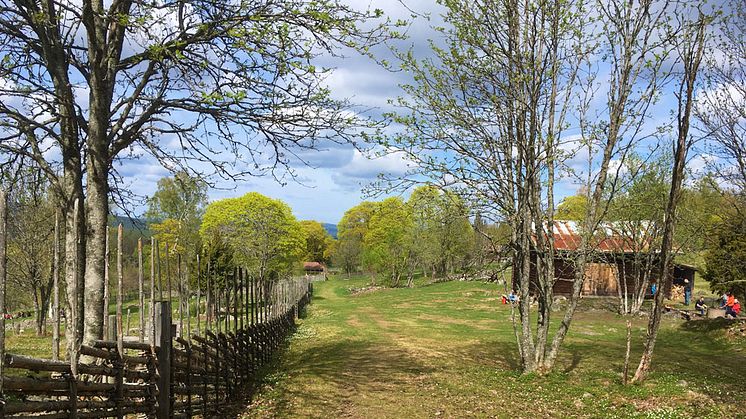 Rätt planerat kan man anordna en coronasäker friluftsdag på många vackra platser, som till exempel Källslätten utanför Falun. Foto: Henny Sahlin