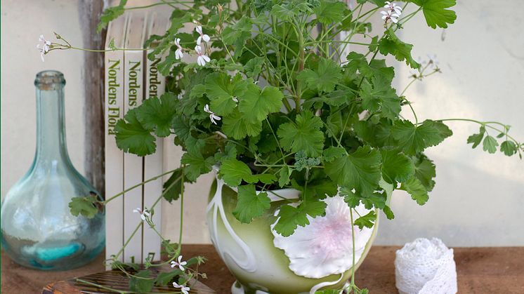 Muskotpelargon / Marias blomma  Pelargonium x fragrans Grönt Kulturarv U-40