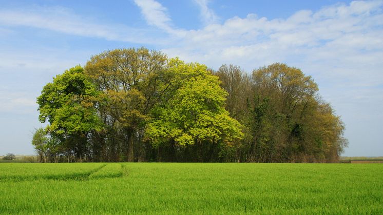 Skogsdunge, foto: Pieter DeFrenne.