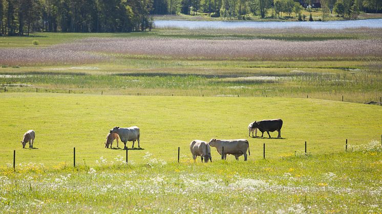 På vidsträckta betesmarker är det utmärkt att snabbt hitta ett speciellt djur, eller i lösdriften. Det kan man göra med hjälp av SLU:s forskning. Foto: Jenny Svennås Gillner, SLU.