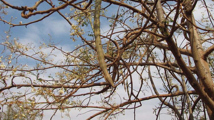 Närbild på en frökapsel från "mirakelträdet" Moringa oleifera 