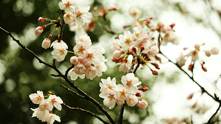 Borås får ett arboretum