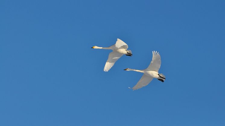 Sie sind wieder da - die Singschwäne in Brandenburg. Beobachten und hören kann man sie sehr gut im Nationalpark Unteres Odertal. Foto: Milena Kreiling. 