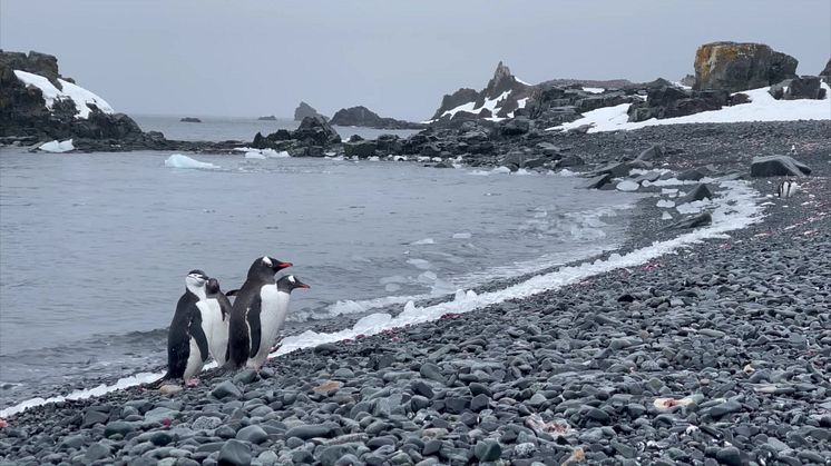 Antarctica - first expedition cruise 2021 - Hurtigruten Expeditions, MS Roald Amundsen