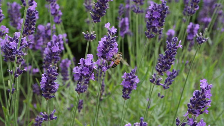 Lavendel i Bergianska