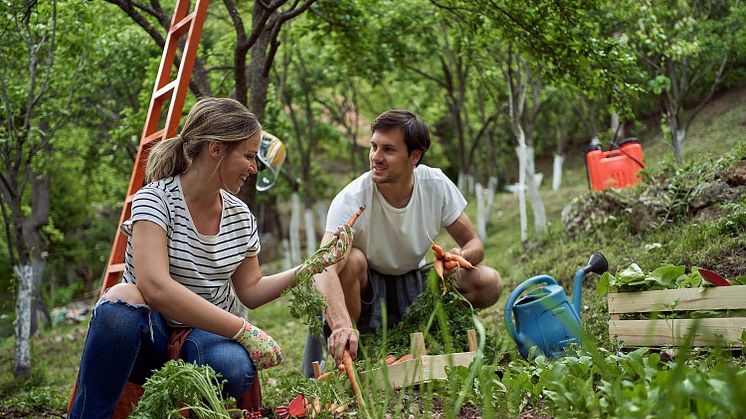 Umweltfreundliche Gartenpflege: Schafwollpellets als natürlicher Dünger im Frühjahr