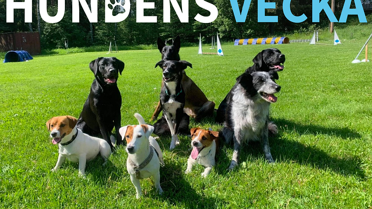 Hundens vecka