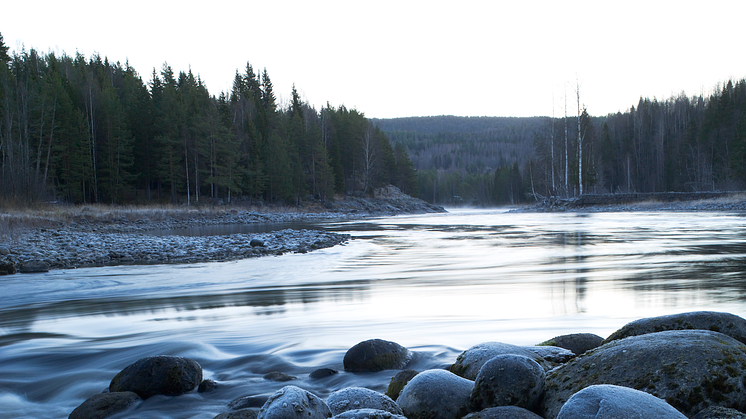 Ljungan vid Krokforsen uppströms Grönsta Vattentäkt. 