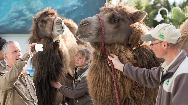 Oväntat besök för konferensgäster på Kolmården