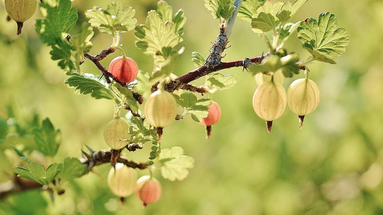 2023-10-28 Jubileumsseminarium: Blott Sverige svenska krusbär har – om våra odlade växters historia och framtid