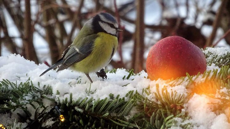 På fredag startar Sveriges största fågelräkning!