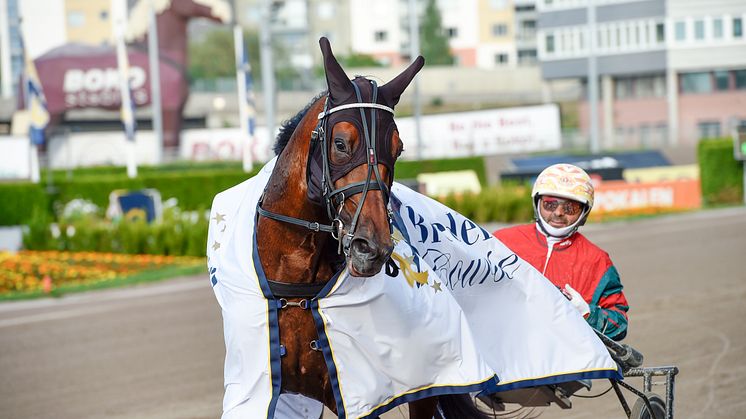 Gul kusk i röd-gröna hästägarfärger bakom Everything Bi. Foto: Lars Jakobsson.