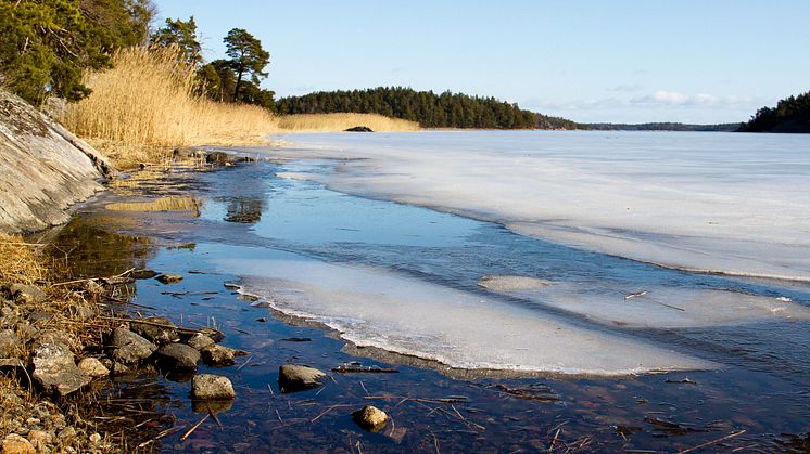 Våris Foto: Birgitta Sjöstedt