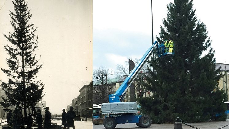 Resning av julgran i Brunnsparken 1915 och Gustaf Adolfs torg 2017. Foton från Göteborgs stadsmuseum och park- och naturförvaltningen,
