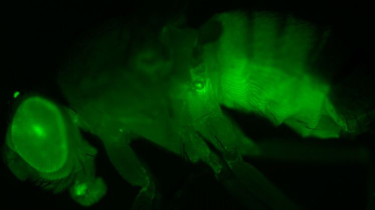Transgena fruktflugor som uttrycker grönt fluorescerande protein i den leverliknande fettkroppen – det främsta målet för corazonin. Bild av Meet Zandawala.