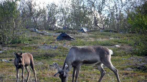 Renbete. Foto: Mariska te Beest