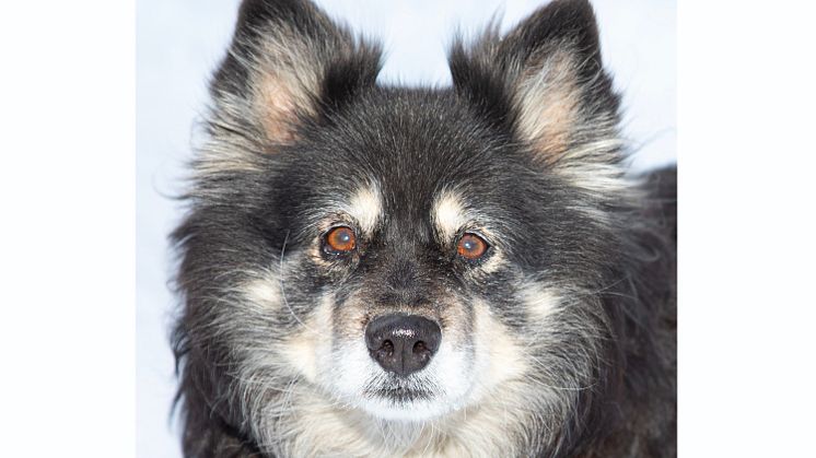 Årets bragdhund 2023 Saiva räddade sin matte från att frysa ihjäl. Foto: Yvonne Ekholm