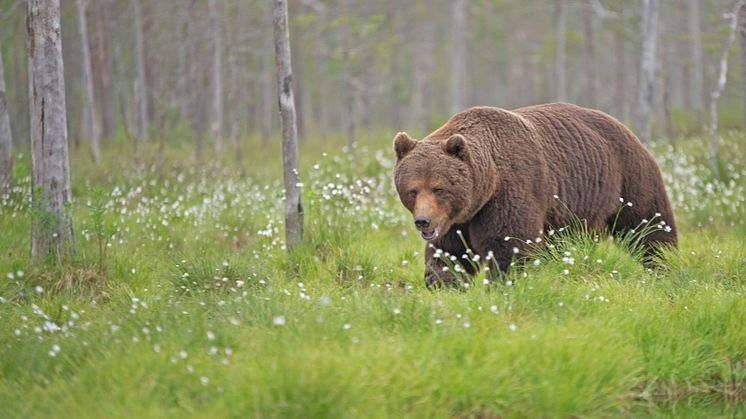 Björnjakten börjar på måndag 21 augusti