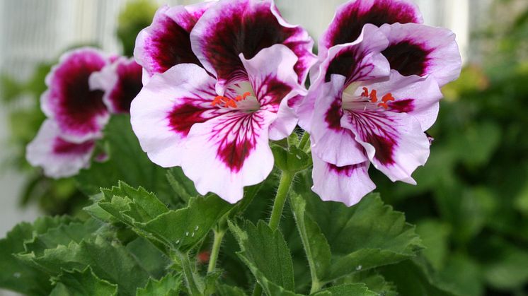 Workshop: Pelargoner – från frö till krukväxt