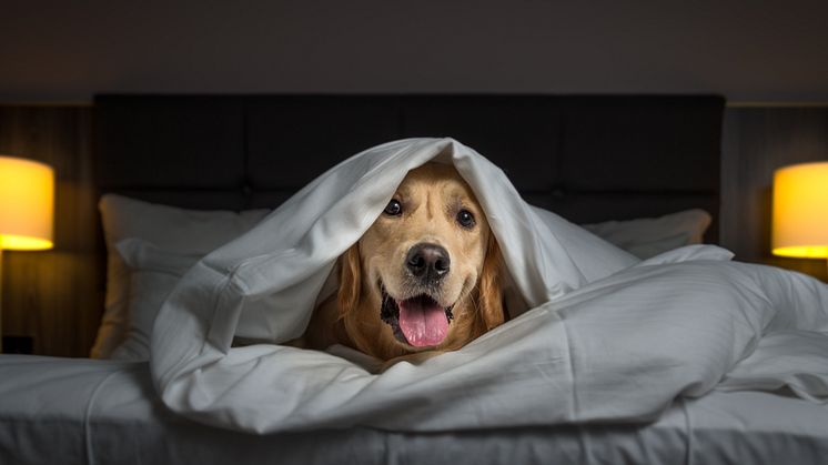 Giv din hund en stressfri start på det nye år.