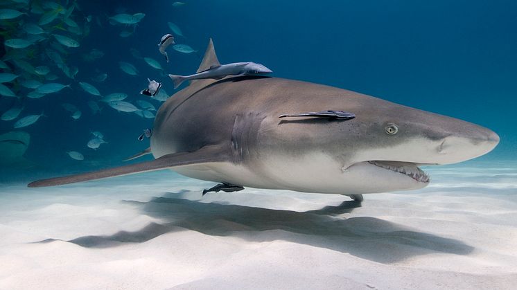 Att dyka med hajar! En undervattensfotografs bekännelser