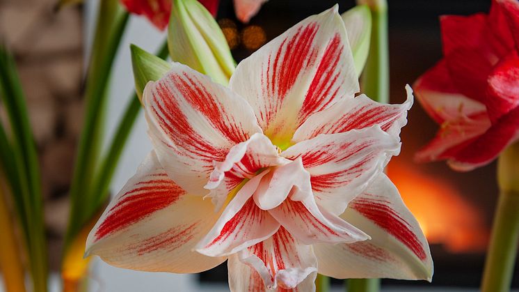 amaryllis säsongensbästa.jpeg