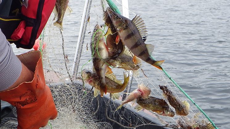 Den rekordvarma sommaren påverkar fisken längs kusten