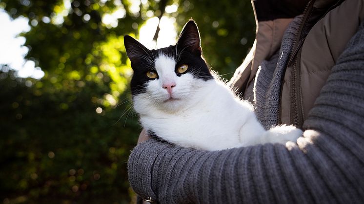 Har du skaffat en Sigge, Simba eller Doris i år? Då är du inte ensam! Foto: Sveland Djurförsäkringar