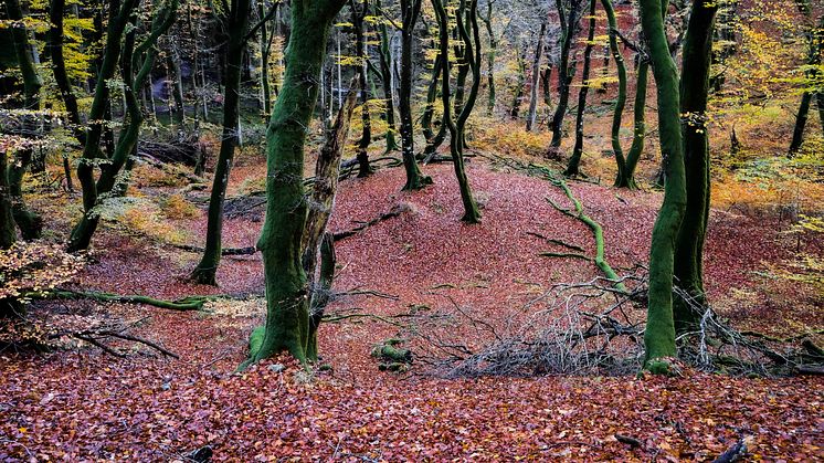 Rold Skov skal ikke være naturnationalpark