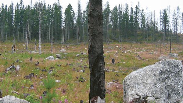 Dags att utvärdera den svenska modellen för brukande av skog
