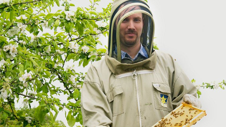 Biodlare Martin Svensson utför pollinerinsgtjänster för Kiviks musteri.