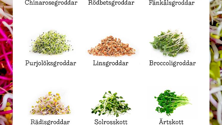 Svenskodlade groddar, 12 olika sorter