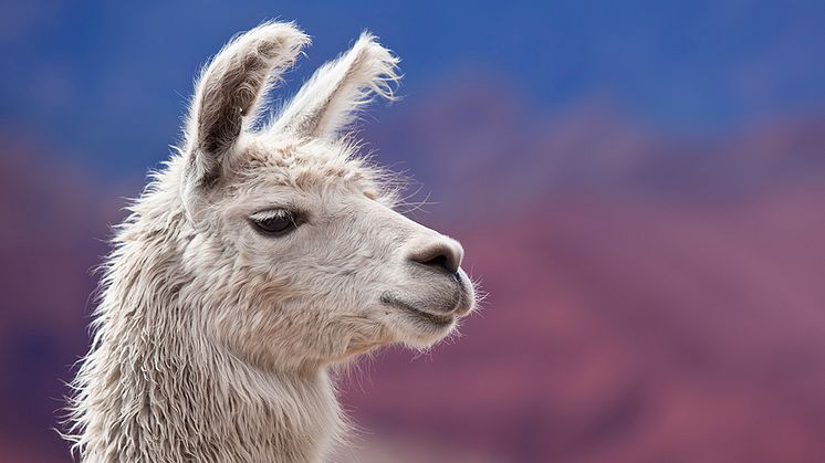 Llama