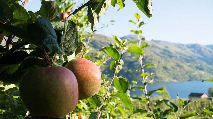 Årets eplejuice frå Hardanger og andre nyheter fra TINE