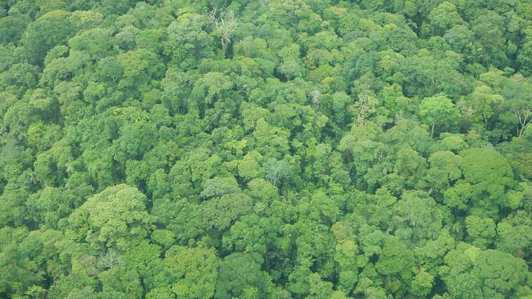 Støtter, der køber regnskovscertifikaterne, er med til at bevare regnskov i El Castillo kommune i Rio San Juan, Nicaragua. 