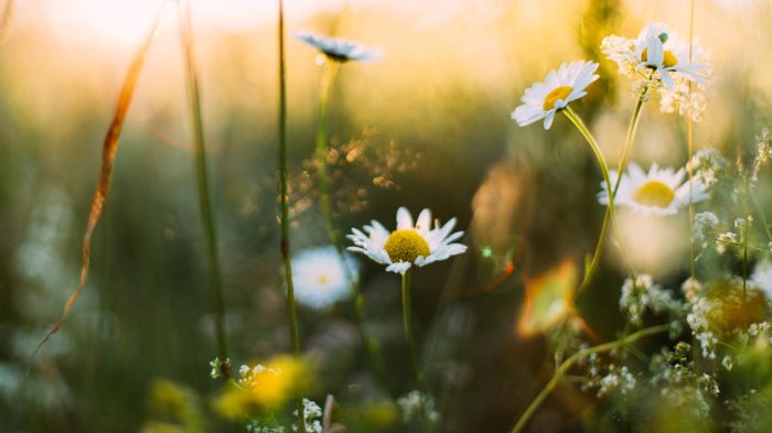 Blåvingevägens vård- och omsorgsboende firar midsommar torsdagen den 22 juni.