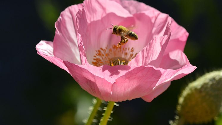 Det är från blommor som bin och andra pollinatörer hämtar sin mat. Foto: Anna Ahnér