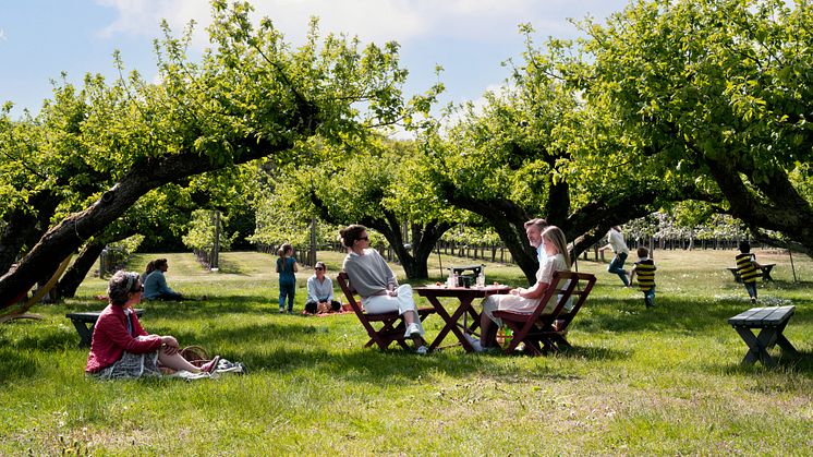Njut under de 100-åriga äppelträden på Kiviks Musteri.