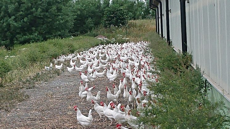 Foto: Ola Fredgardh, Hyllehög gård.