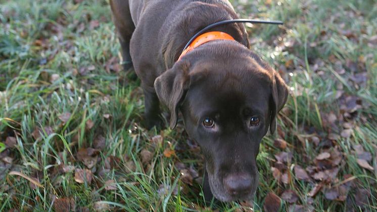 Årets bragdhund Hilda som både spårar skadat vilt och bortsprungna hundar