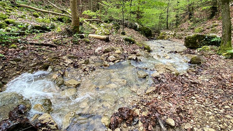 Wasser in der Chälengrabenschlucht, Hofstetten, Schweiz (Foto: Sebastian Jüngel)