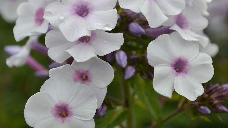 Höstflox, Phlox paniculata ’Ingeborg från Nybro’ Svenskt kulturarv