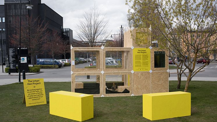The Urban Hen Project av Kajsa Lindström, Individual Study Plan in Design MFA 2017