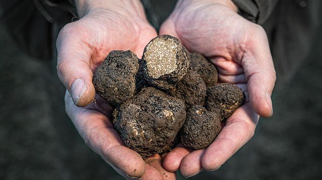 Gotlands svarta guldklimpar