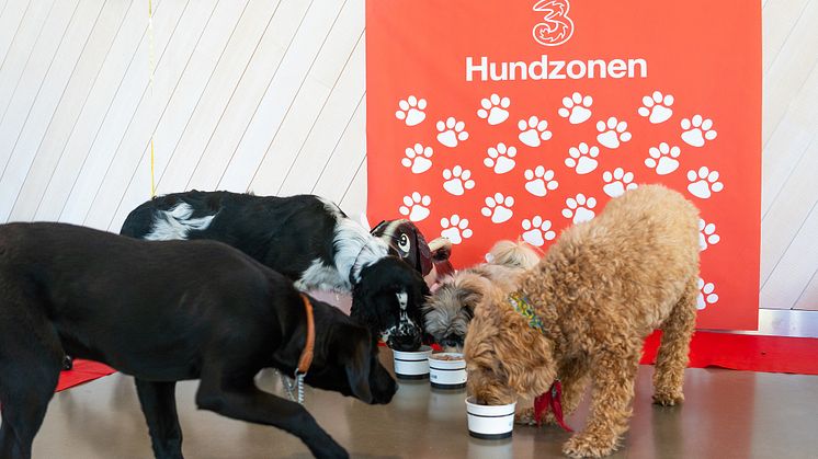 Tres "hundzon" firar 1 år