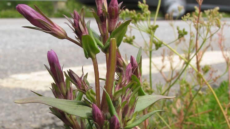 Ängsgentiana