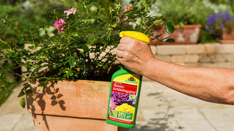 Spruzit AF RosenSchädlingsfrei enthält die Wirkstoffe Natur-Pyrethrum und Rapsöl. Die Wirkstoffe stammen aus der Natur und haben gute Umwelteigenschaften. So ist Präparat nicht bienengefährlich und sogar zugelassen für den ökologischen Landbau*.