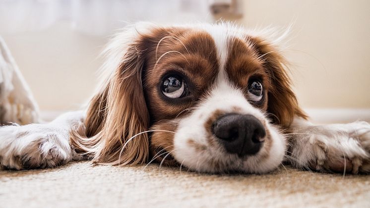 Ägare till hund med diabetes har ökad risk för typ 2-diabetes. Foto: Pixabay