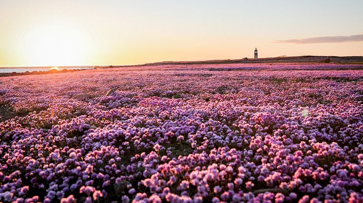 Solen går ner och triften blommar på Morups Tånge.