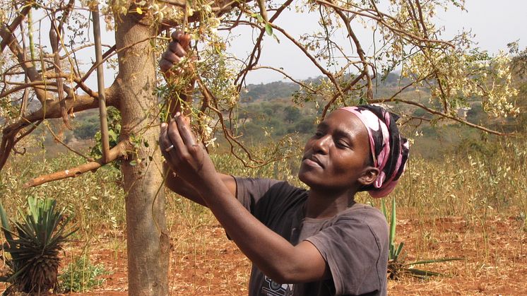 Esther i Emali, Kenya med sitt endast tre månader gamla "mirakelträd" Moringa. 